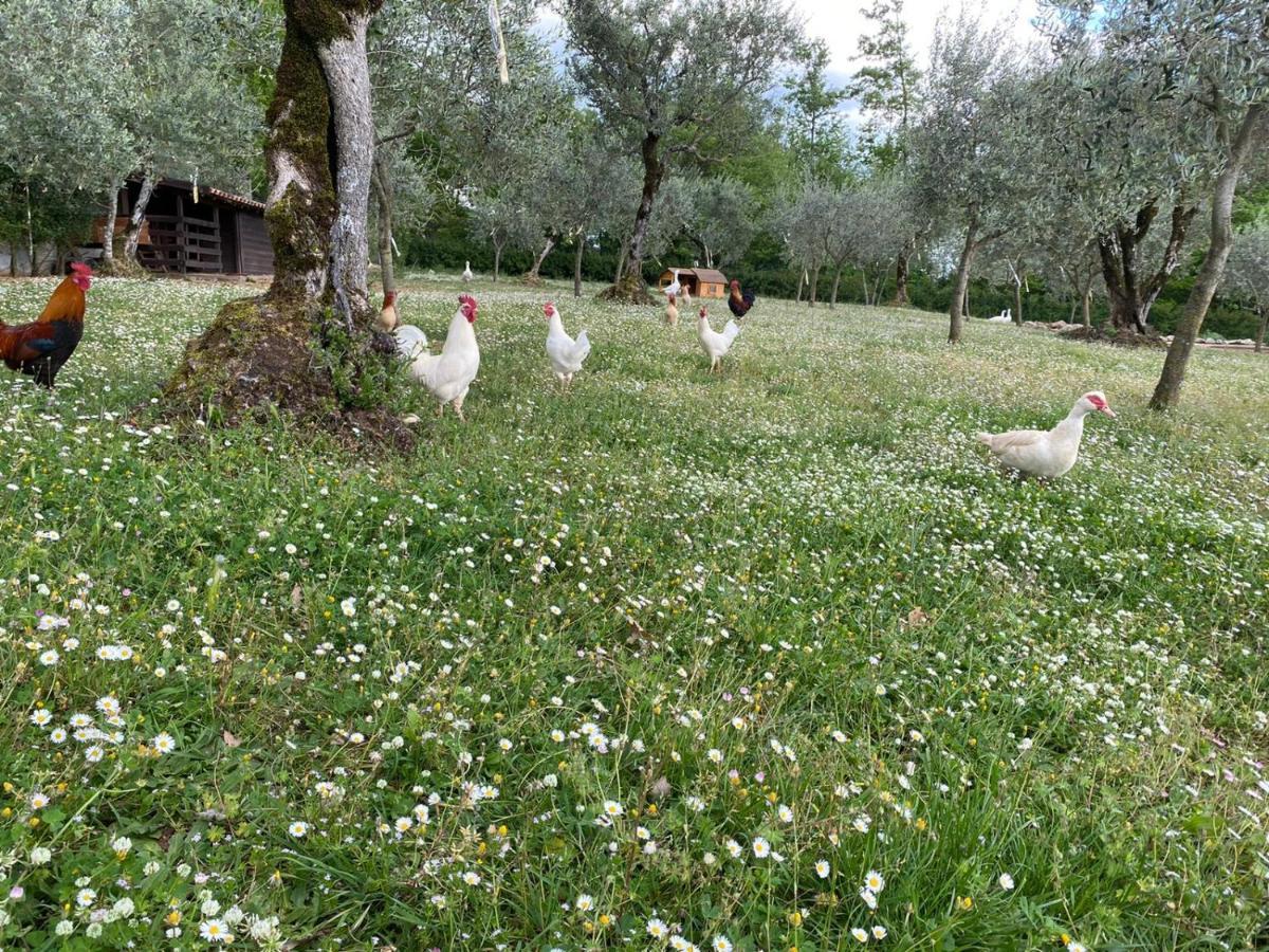 Agriturismo L'Ulivo Padula Luaran gambar